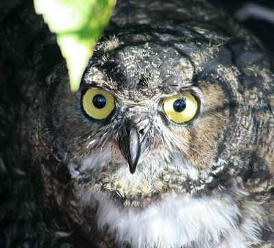 Sitka - Alaska Raptor Center - Owl