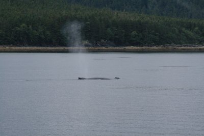 Juneau - Whale Watching