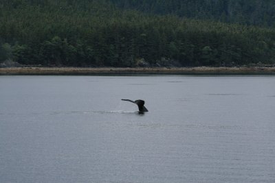 Juneau - Whale Watching