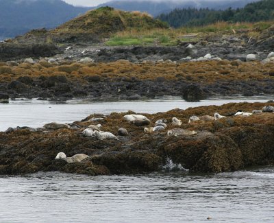 Juneau - Seals