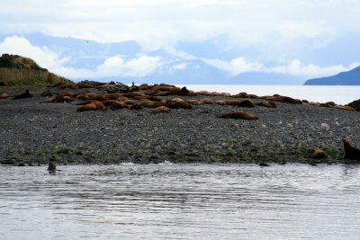 Juneau - Sea Lions
