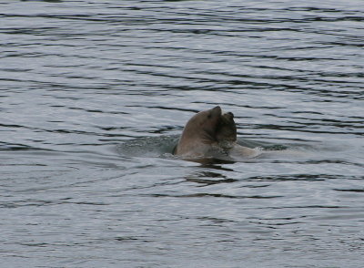 Juneau - Seal Lions