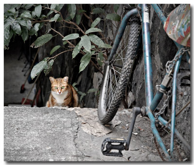 street cat 3.jpg
