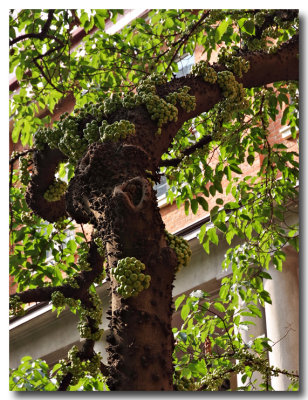 fig tree 4.jpg