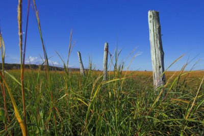 Posts and Dune Grass