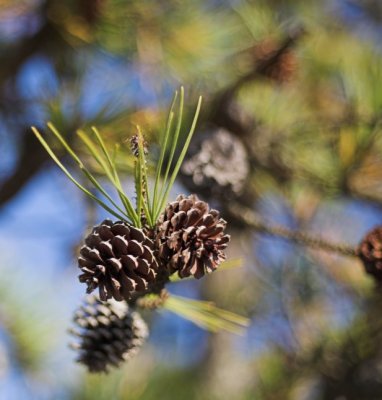 Floating Pine Cones