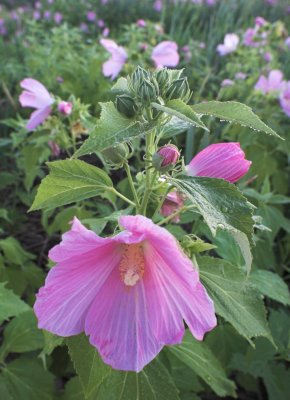 Swamp Mallow