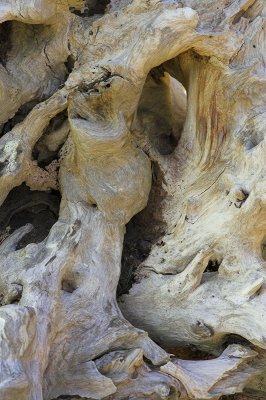 March : Bleached tree root