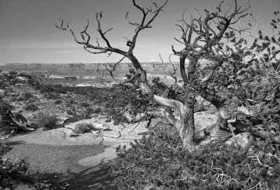 Canyonlands.jpg