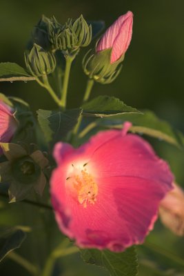_MG_2234-01.jpg