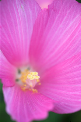 August : Swamp Mallow
