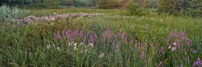 Swamp Mallow pan.jpg