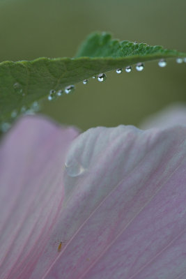 swamp_mallow_pics