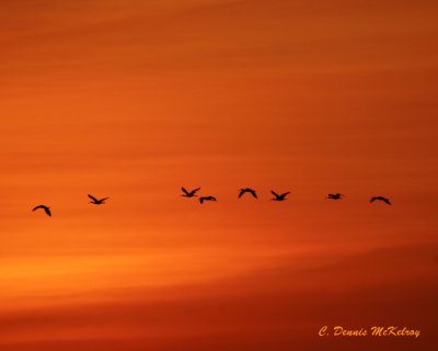 White Pelicans come back