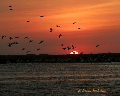 White Pelicans swarming