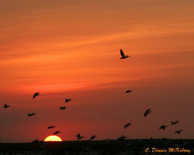 White Pelicans sunset