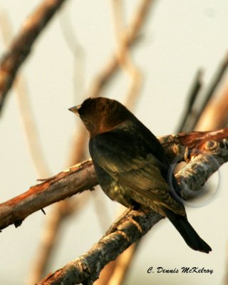 Brown Head Cowbird