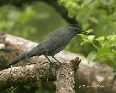 Catbird