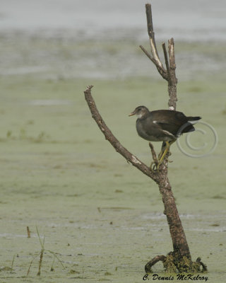 Juvenile Marsh-hen