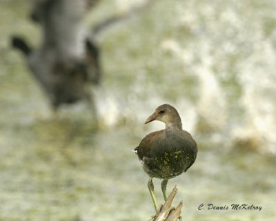 Juvenile Marsh-hen with Coot running away