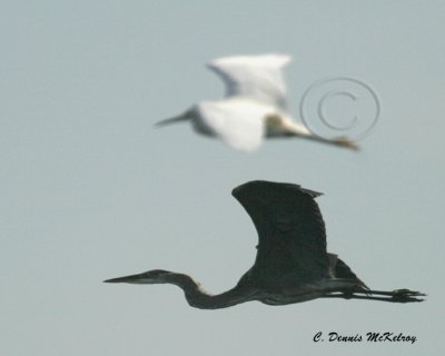 Great Blue and egret