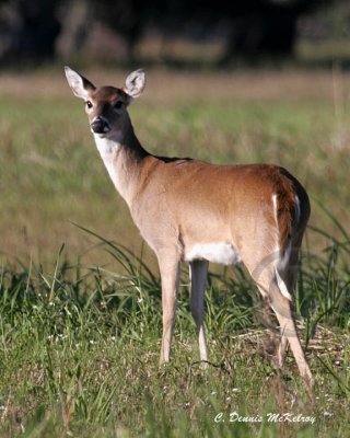 White-tail Doe