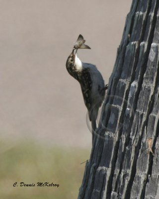 Brown Creeper