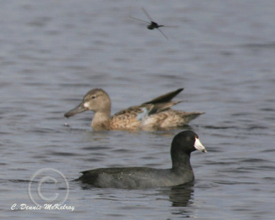 Coot