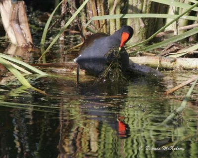 Marsh Hen