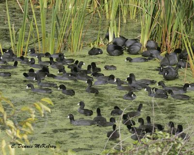 Coots