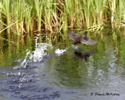 Marsh Hen