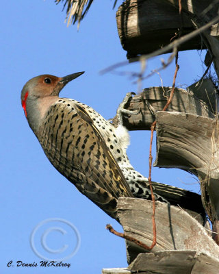 Norther Flicker Yellow-shafted