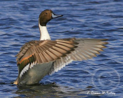 Water Fowl