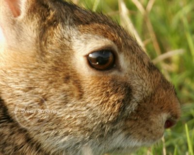 Swamp Rabbit