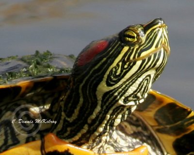 Red Cheek Turtle