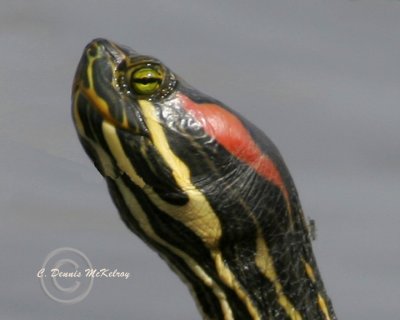 Red Cheek Turtle