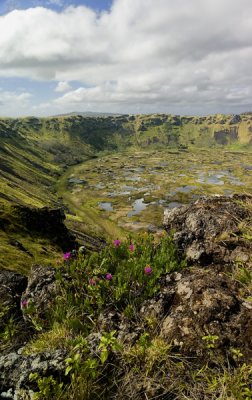 Flowers, Orongo volcanic crater.