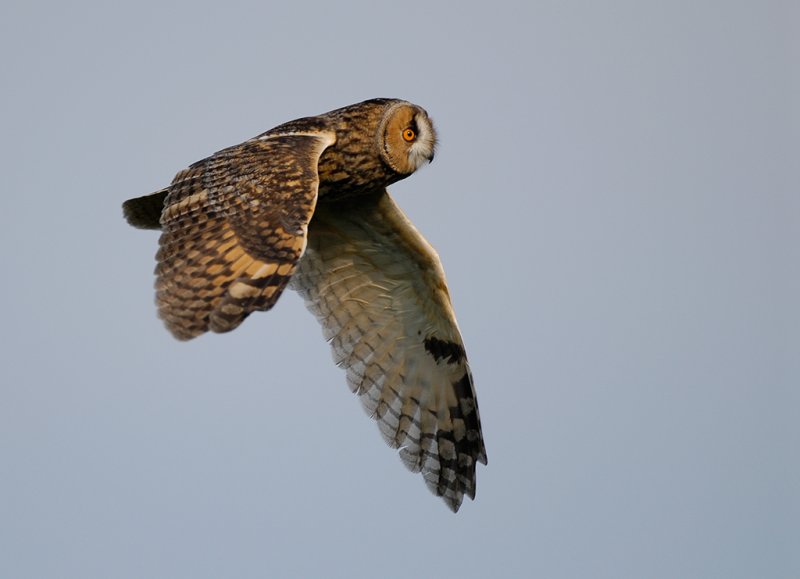 Long-eared Owl