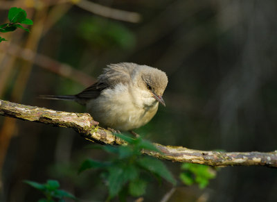 Barred Warbler