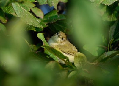 Chiffchaff