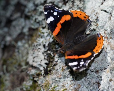 Amiral (Vanessa atalanta)