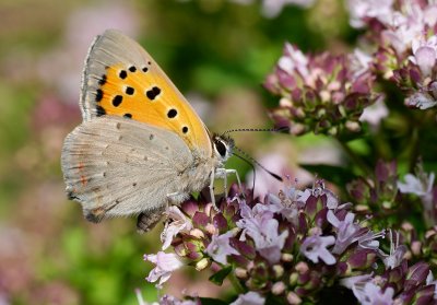 Mindre Guldvinge (Lycaena phlaeas)