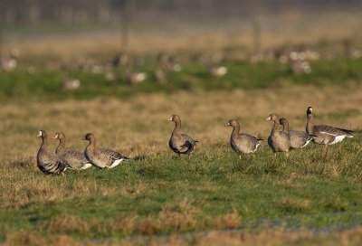 Greater White-fronted Goose