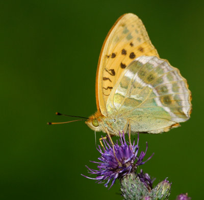 Silverstreckad pärlemorfjäril (Argynnis paphia)