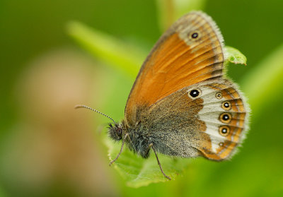 Pärlgräsfjäril (Coenonympha arcania)