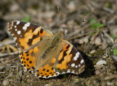 Tistelfjäril (Cynthia cardui)