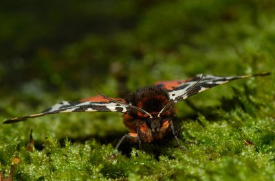 Arctica caja