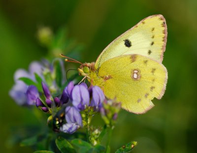 Ljusgul hfjril (Colias hyale)