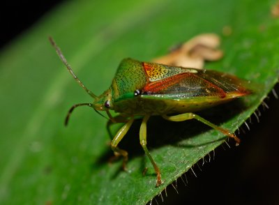 Taggbrfis (Acanthosoma haemorrhoidale)