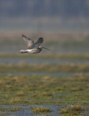 Storspov - Curlew